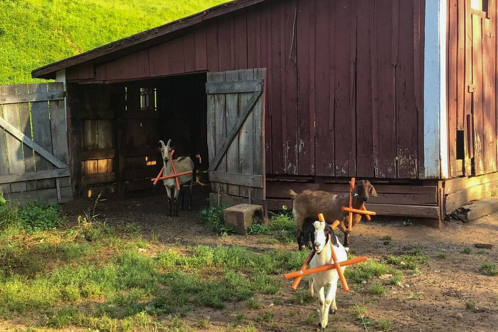 JWguest Trailer/Camper/RV at LeRoy, West Virginia | The Farm - Cool vintage travel trailer | Jwbnb no brobnb 28