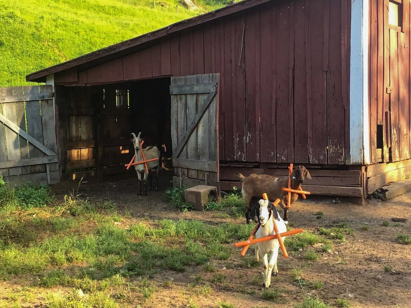 JWguest Rental unit at LeRoy, West Virginia | The Farm - Cottage On The Hill | Jwbnb no brobnb 38